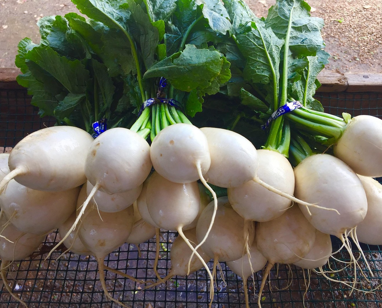 These are definitely not your grandparents’ turnips.