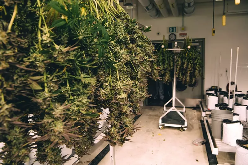 Image: Marijuana buds hang to dry after harvest