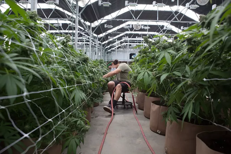 Image: Marijuana grower waters plants