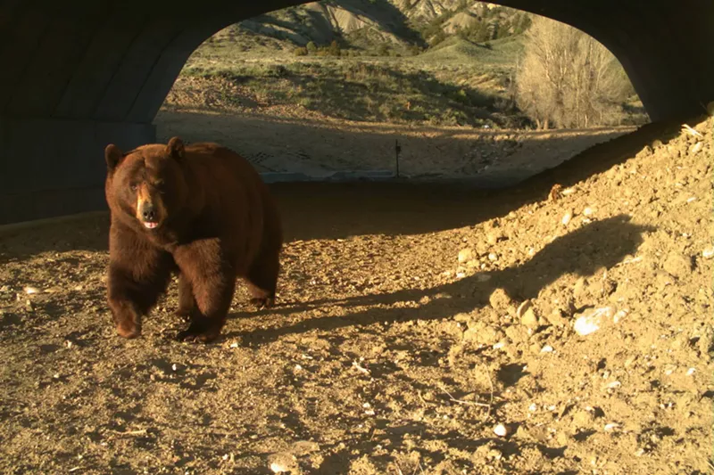 Image: Even bears have used Colorado's wildlife crossing infrastructure.