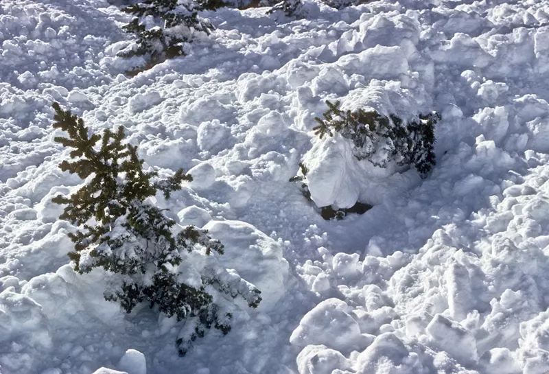 Image: trees in avalanche