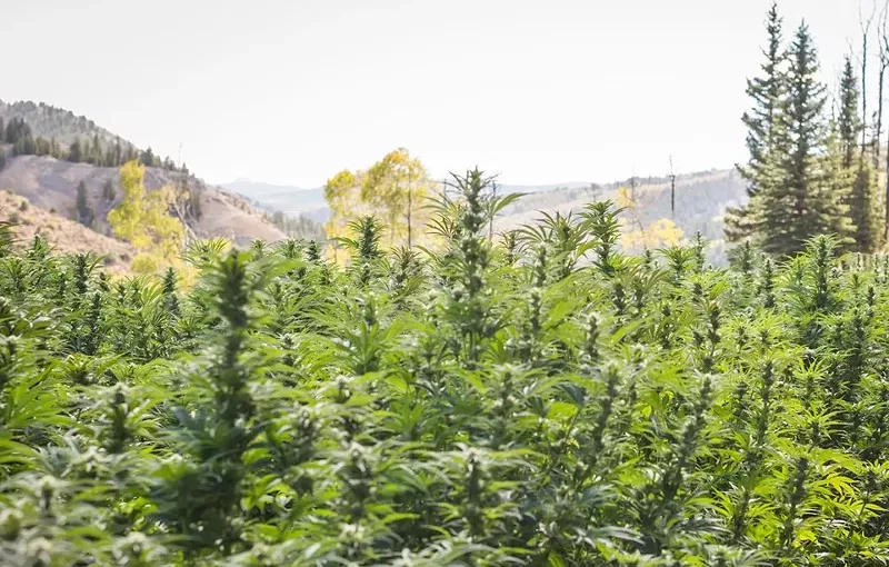 Image: Marijuana and hemp are essentially the same plant, but they have different rules — and business interests — surrounding them.