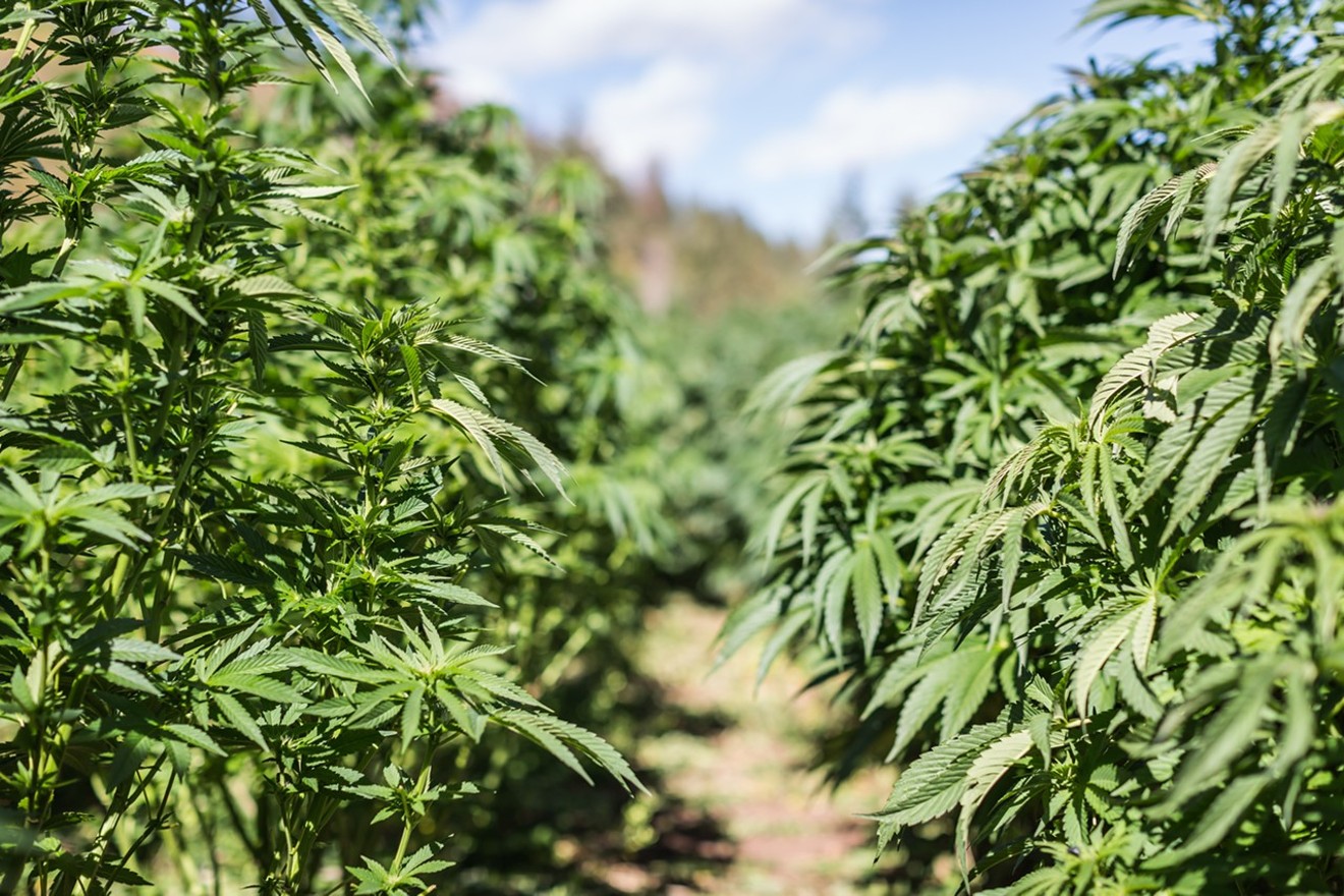 The Colorado State Legislature passed House Bill 1301 earlier this year, giving outdoor marijuana cultivators a pathway to protect their crops from adverse weather events and damage.