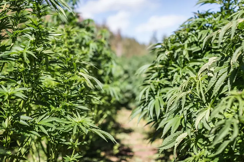 Image: The Colorado State Legislature passed House Bill 1301 earlier this year, giving outdoor marijuana cultivators a pathway to protect their crops from adverse weather events and damage.