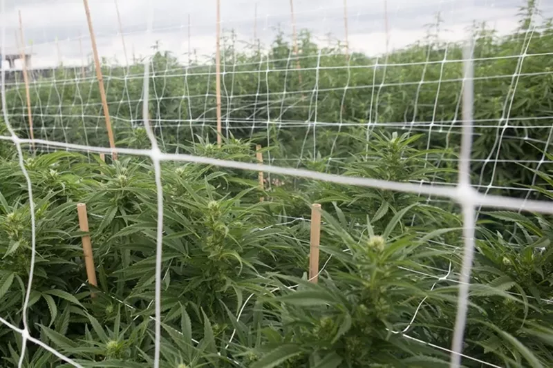 Image: Los Sueños is one of North America's largest outdoor marijuana growing operations.