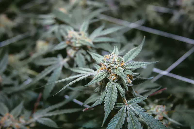 Image: Budding cannabis plants under indoor lights