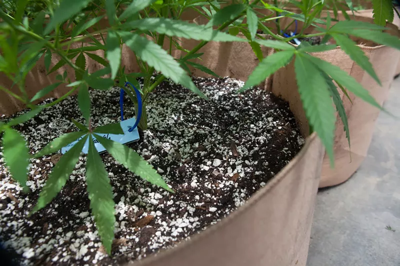 Image: Despite testing guardrails, marijuana recalls are often issued months — and in some cases, years — after flagged products have been sold.