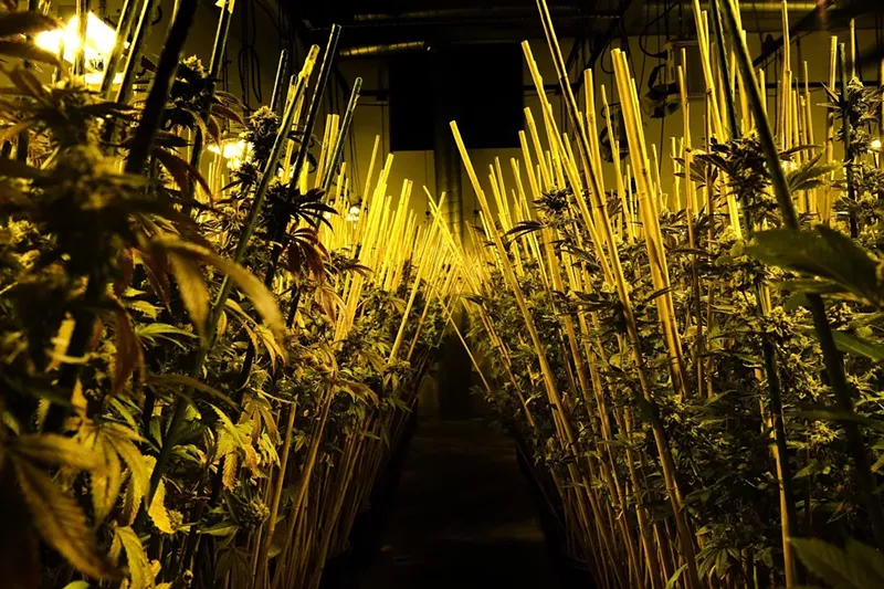 Image: Veritas Fine Cannabis
