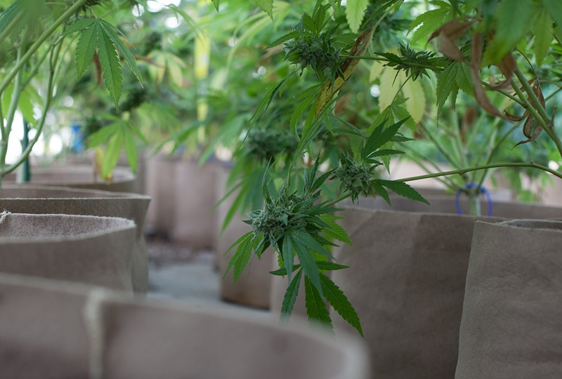Colorado marijauna officials have noticed an increase in shady efforts to bypass mold remediation, according to a recent memo sent to business owners.