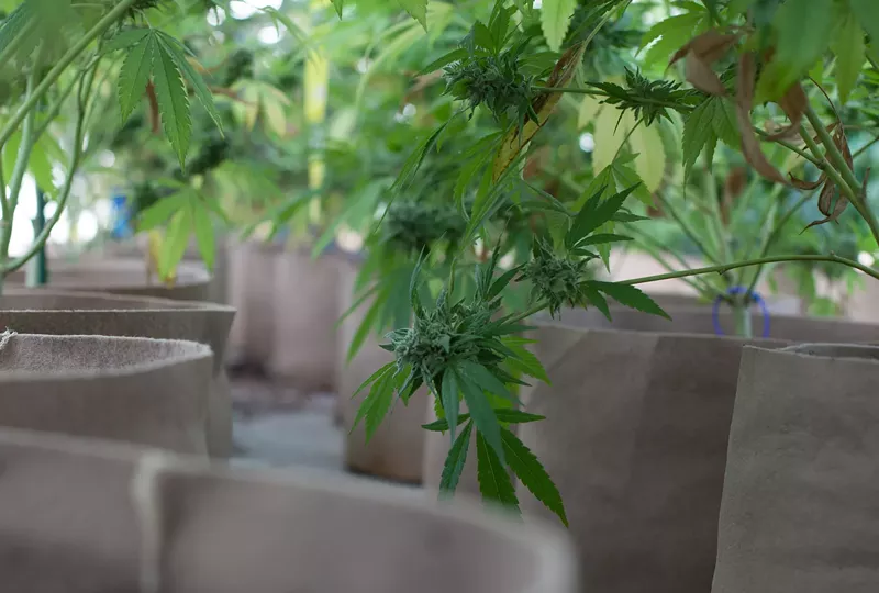 Image: Inside a marijuana green house in Colorado