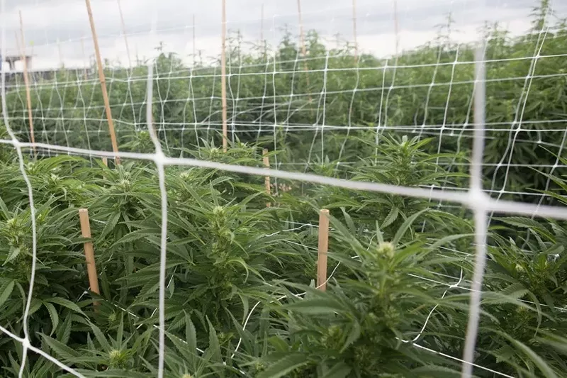 Image: Los Sueños is one of North America's largest outdoor marijuana growing operations.