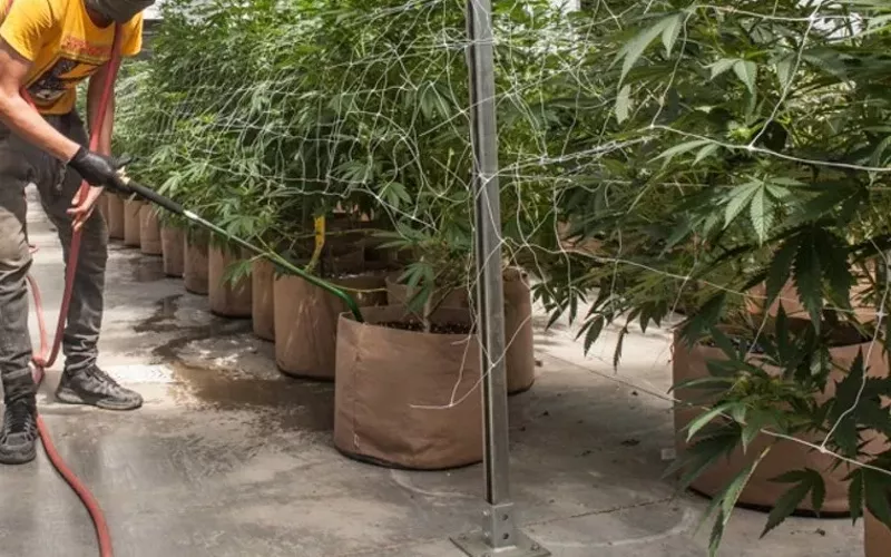 Image: All of the recalled marijuana was sold to medical patients.
