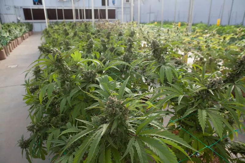 Image: Marijuana plants grown indoors in Colorado.