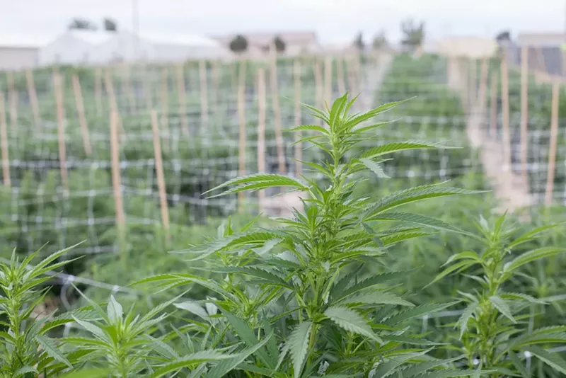 Image: An outdoor marijuana farm in Pueblo, Colorado