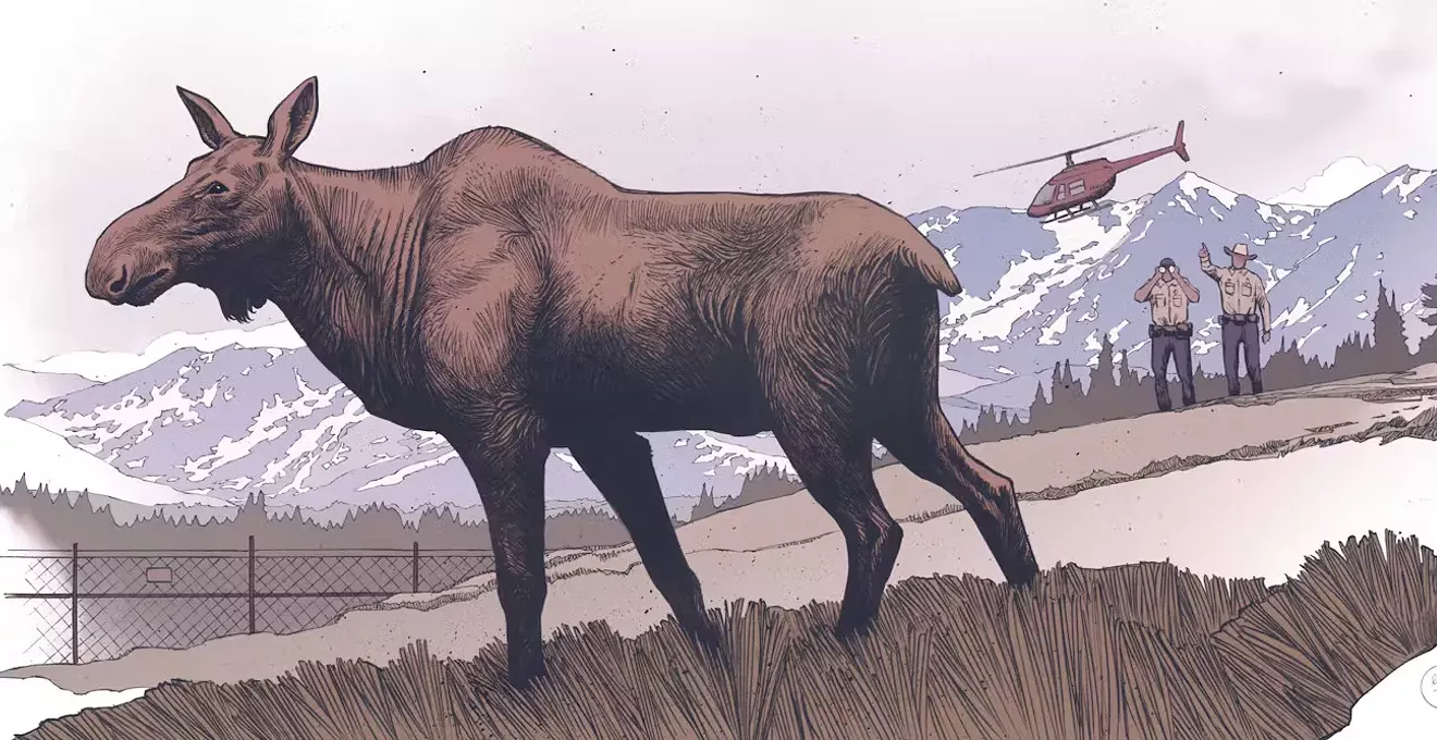 Moose Have Been in Colorado for Centuries, Despite NPS Statements