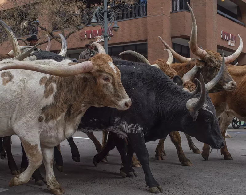 Image: A real cattle drive!