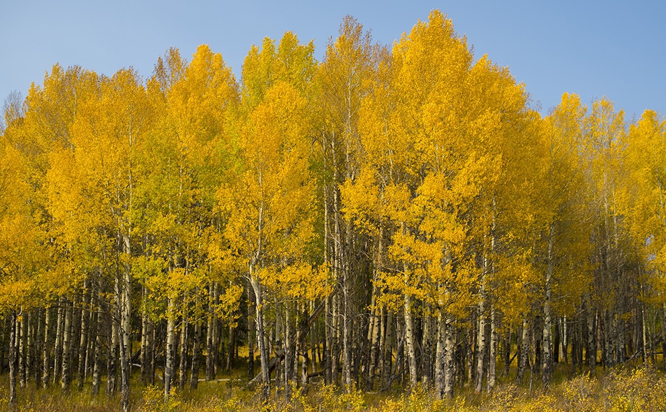 New Colorado Fall Foliage Map Shows When, Where to See Changing Leaves