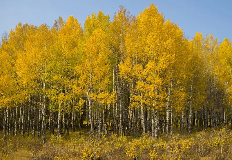 Image: Yellow aspen trees in rocky mountain national park during fall season