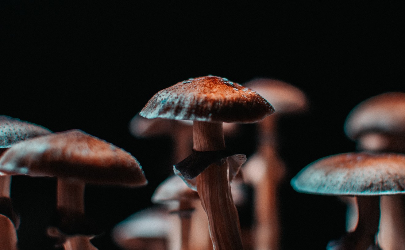 Calling All Mushroom Lovers: Denver Needs Experts for Psychedelics Advisory Group