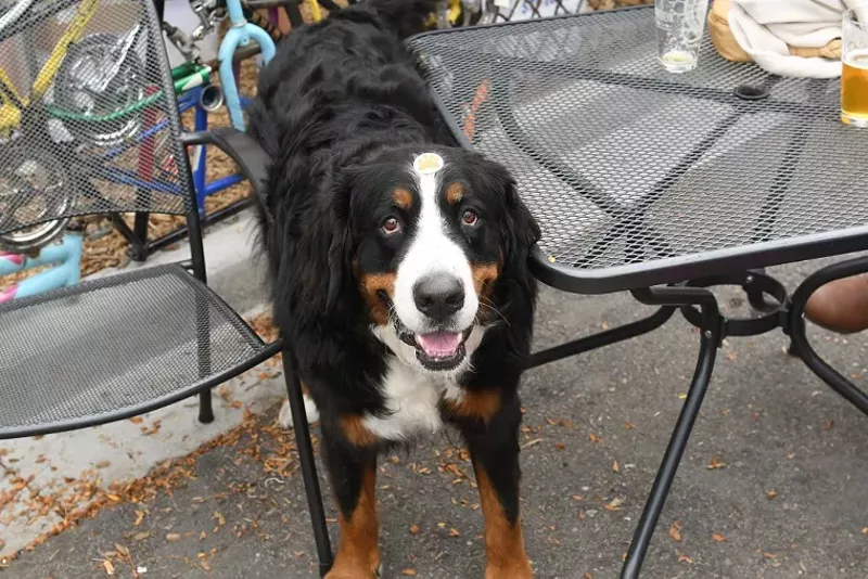 Image: Dogs are allowed on certain restaurant patios. But inside?