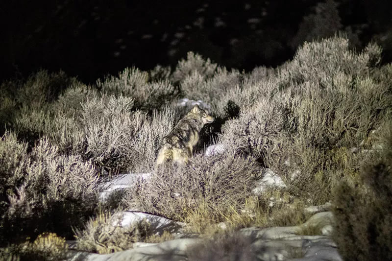 Image: gray wolf photographed at night