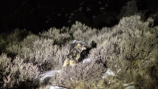 gray wolf photographed at night