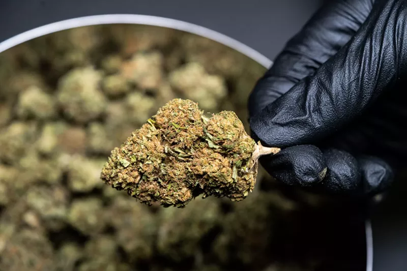 Image: Hand in black glove holds a cannabis bud over a weed jar