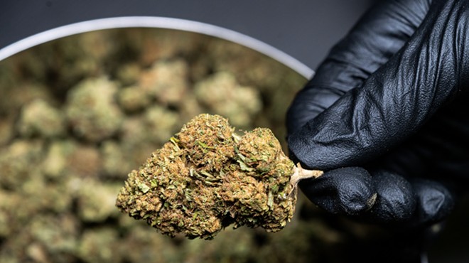 Hand in black glove holds a cannabis bud over a weed jar