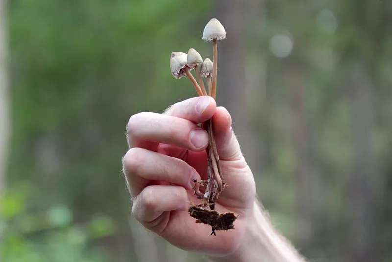 Image: A person holds magic mushrooms in the forest