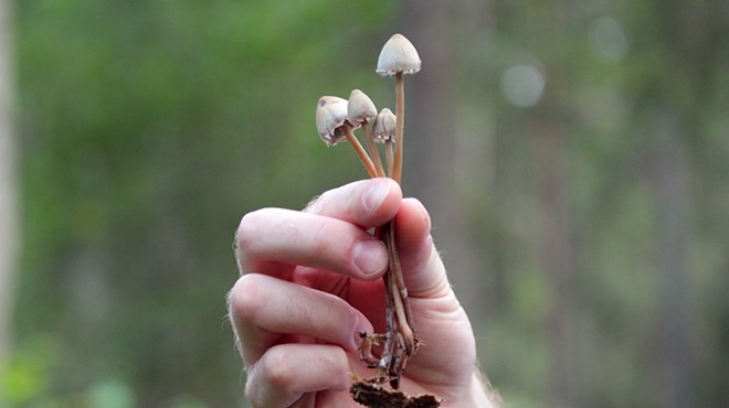 A person holds magic mushrooms in the forest