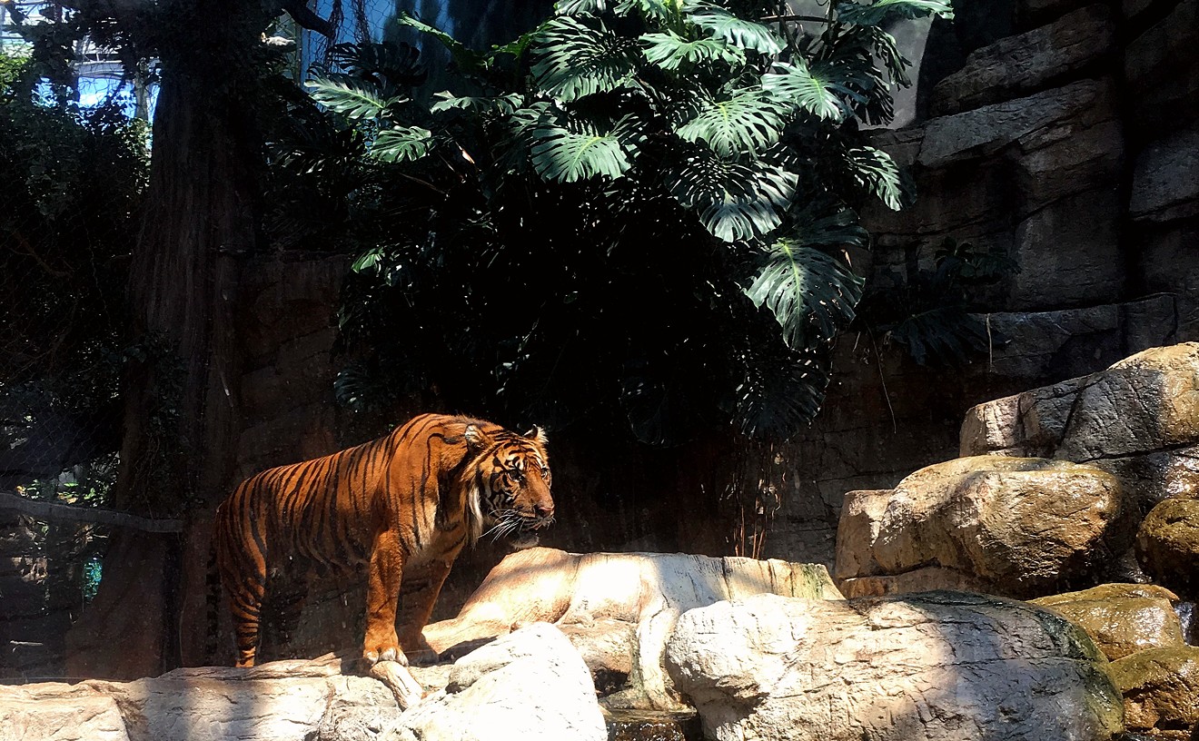 New Petition Reignites Effort to Remove Tigers From Denver's Downtown Aquarium