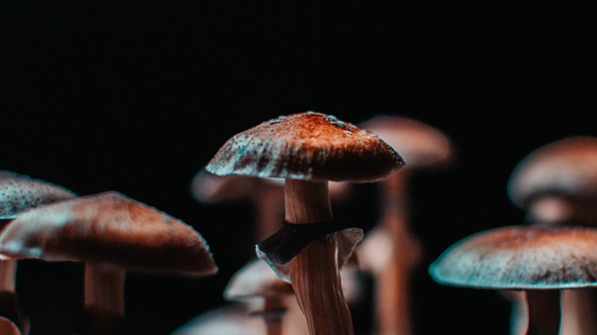 Psychedelic mushrooms grown indoors