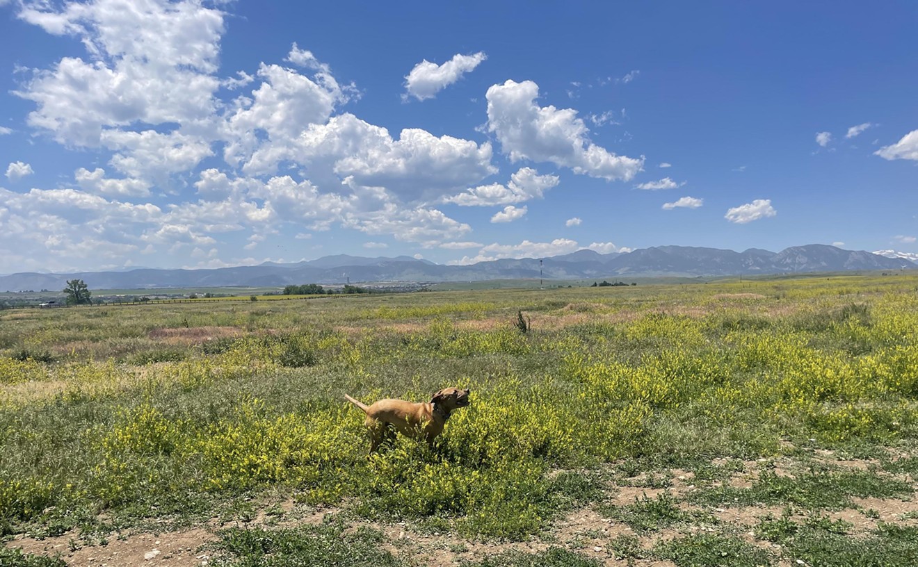 Off-Leash Dogs or Native Prairie? Conflict Ensues Over Westminster Open Space.