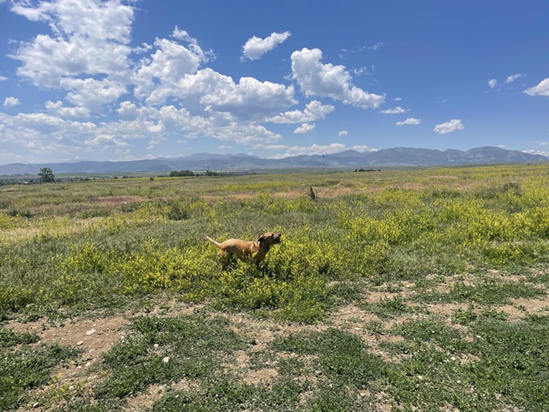 Andrew Guthrie's dog Greta loves chasing balls at the Westminster Hills Open Space.