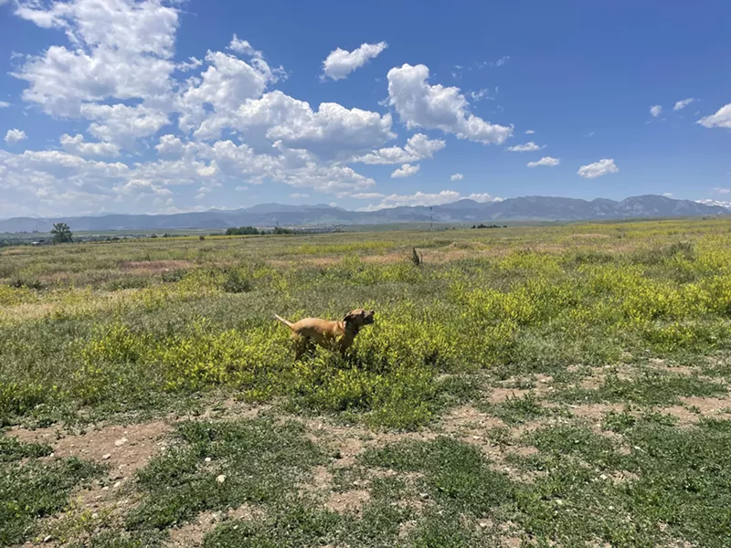 Image: Dog in open field
