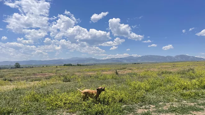 Dog in open field