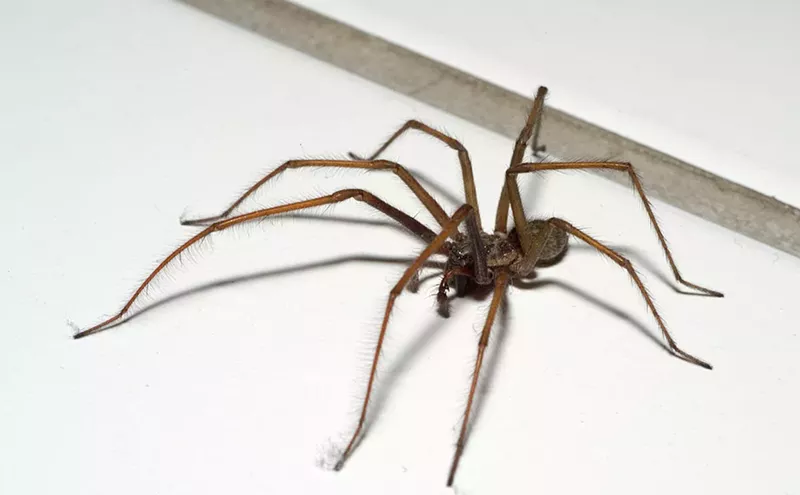 Image: Op-Ed: Huntsman Spiders and the Art of War