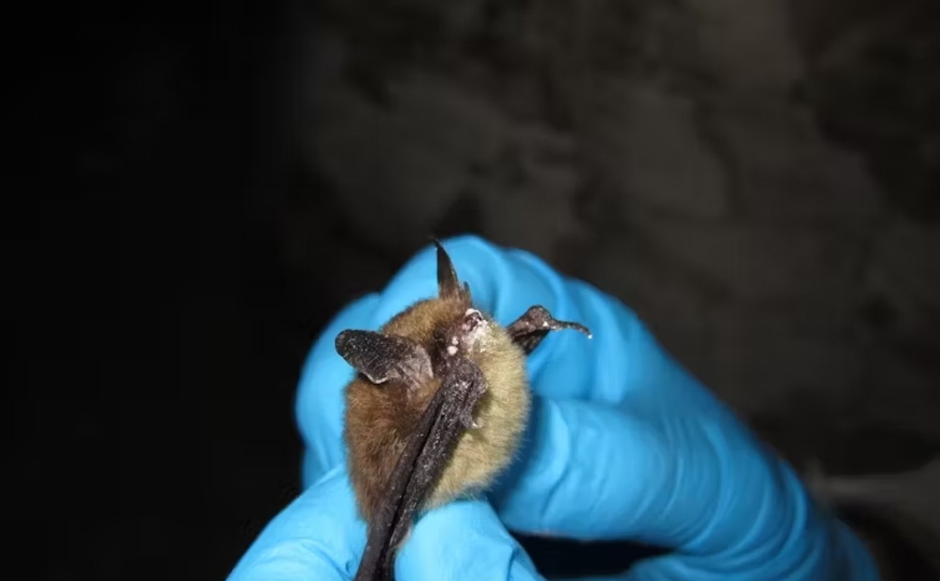 Commentary: Bats in Colorado Face Fight Against Deadly Fungus That Causes White-Nose Syndrome