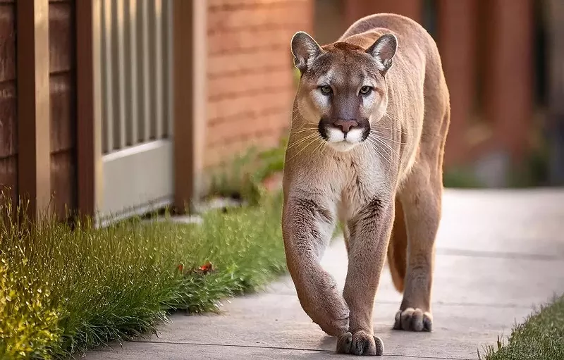 Image: mountain lion on sidewalk