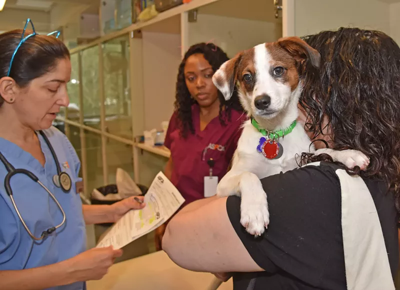 Image: dog getting care with people