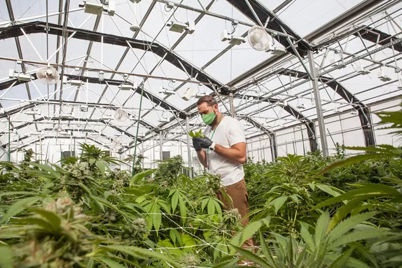 Image: Cannabis grower inspects marijuana leaf