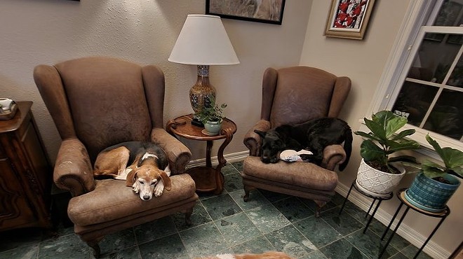 old dogs in shelter living room