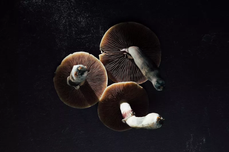Image: Psilocybin mushrooms in the dark