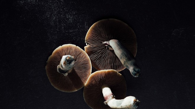 Psilocybin mushrooms in the dark