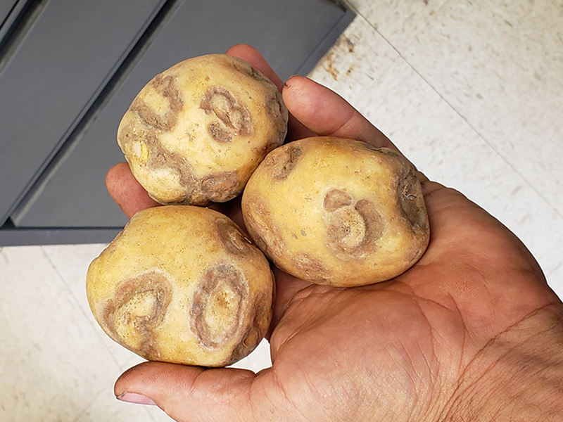 These infected potatoes are unmarketable.