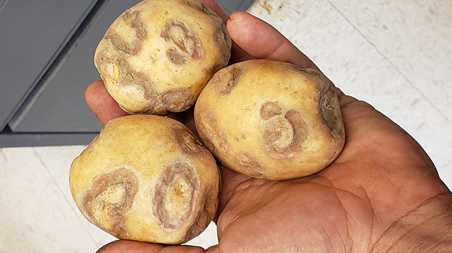 hand holding three potatoes