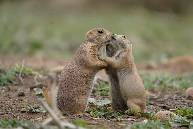 Image: prairie dogs embrace