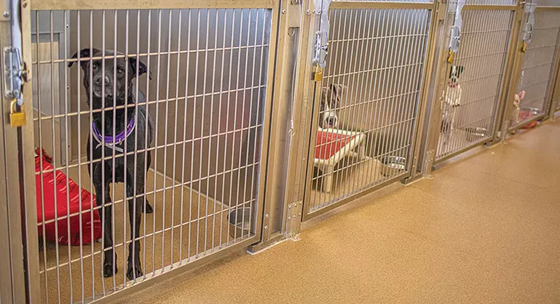 Image: dogs in cases