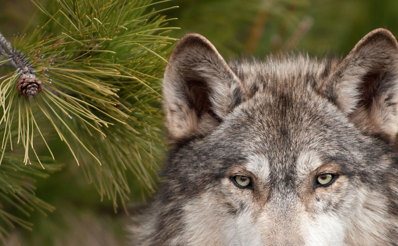 Image: RiNo Art District Celebrates Wolf Reintroduction With Four New Murals