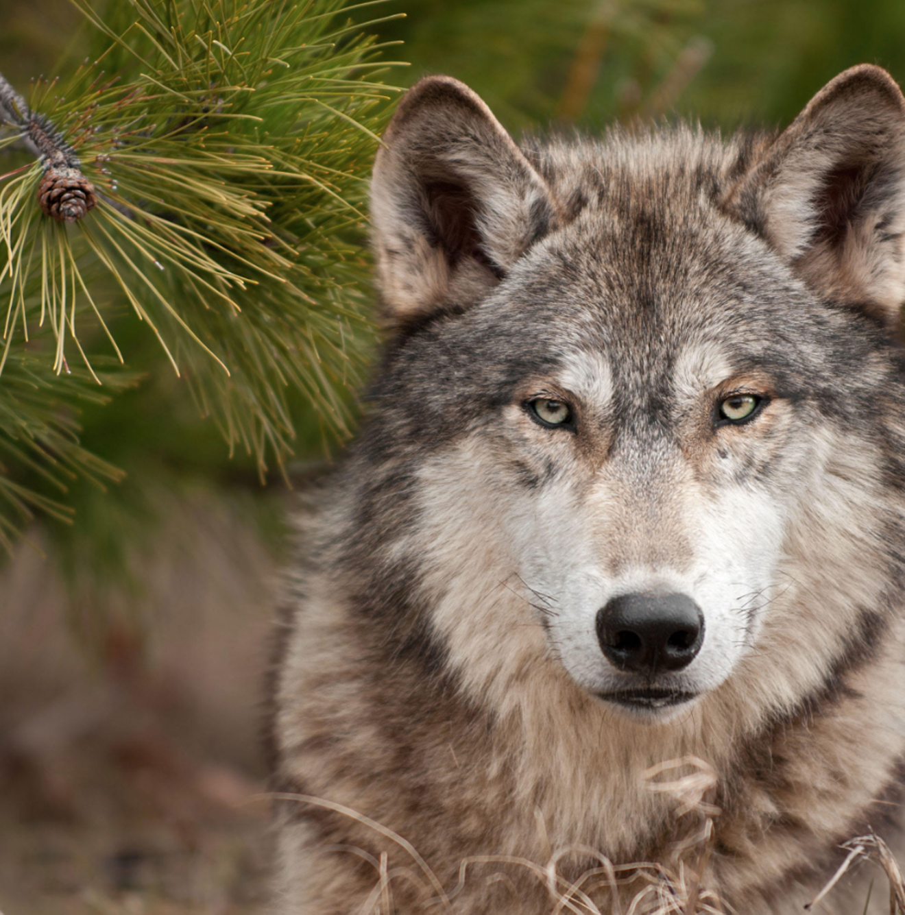Wolf reintroduction was the goal of Proposition 114, which was passed by Coloradans in November 2020.